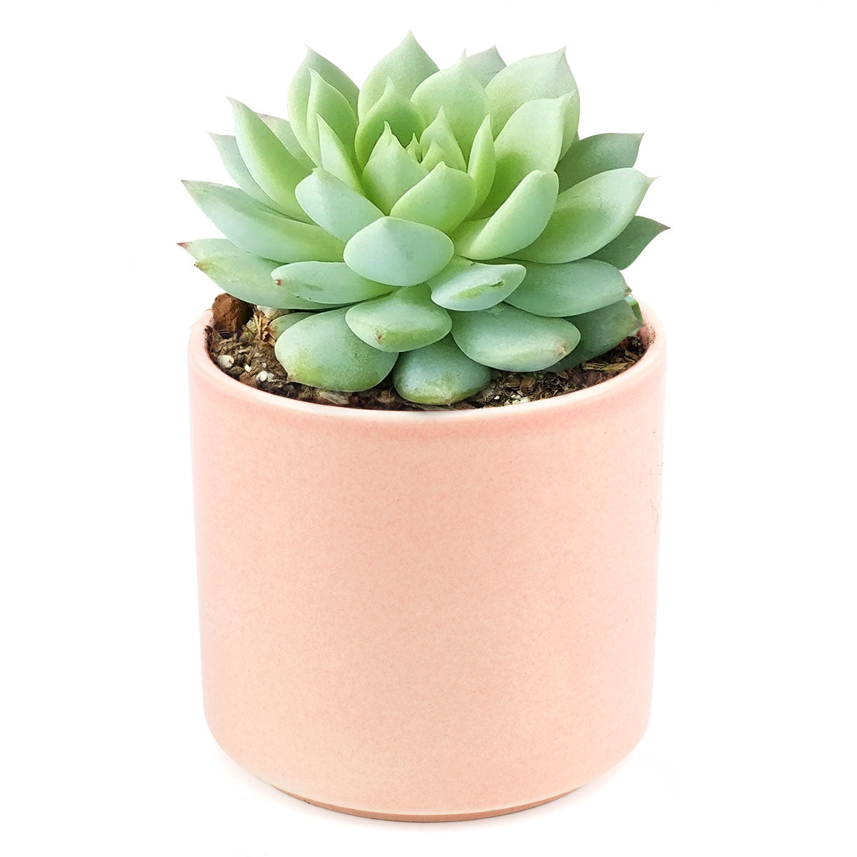 Echeveria Painted Lady