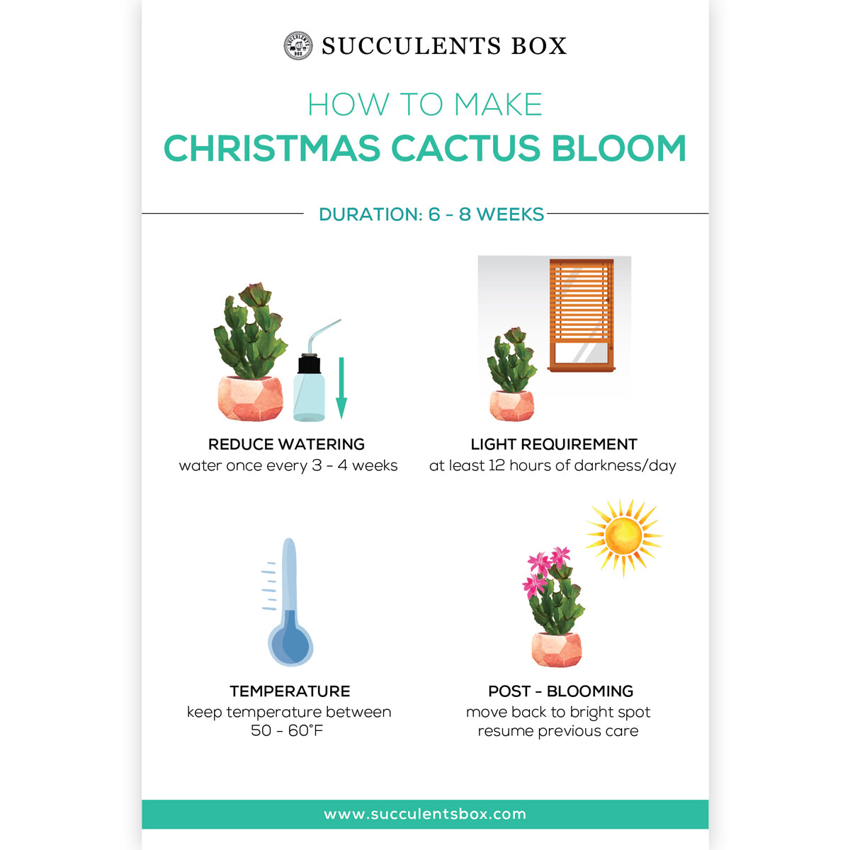 How to Make Christmas Cactus Bloom, Christmas Cactus Care Card for sale, How to care for Christmas Cactus Succulent, Succulent Infographic for sale online