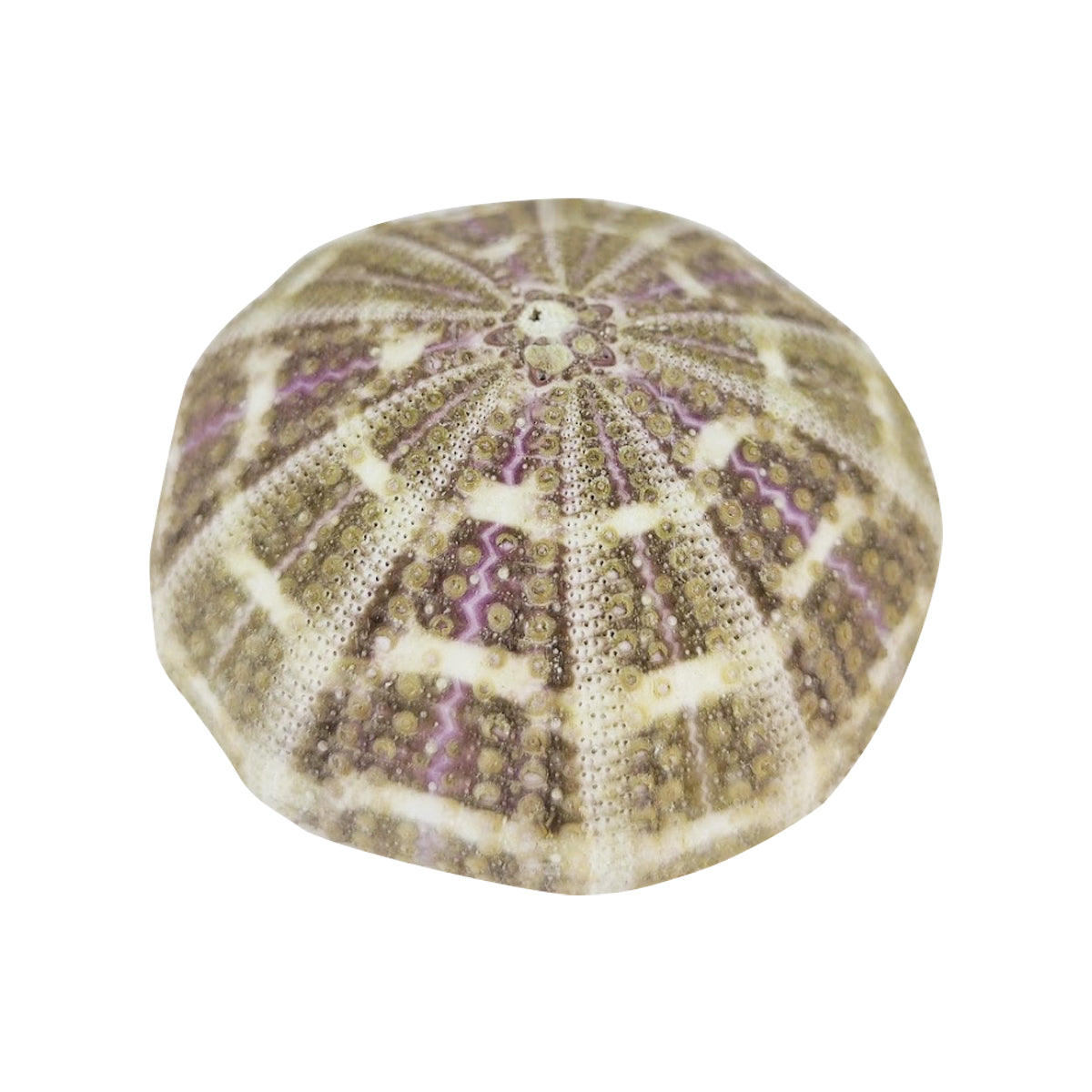 Sea Urchin Shell Air Plant Holder