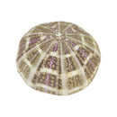 Sea Urchin Shell Air Plant Holder