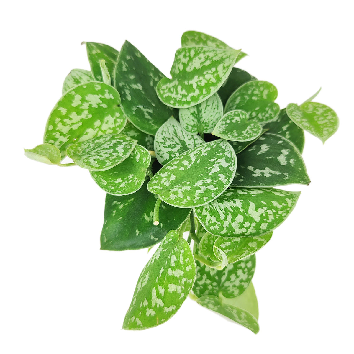  Satin Pothos Scindapsus Pictus, vining evergreen plants with variegated foliage, easy to care for houseplant for beginner, heart-shaped pothos, plants for hanging baskets and tall planters
