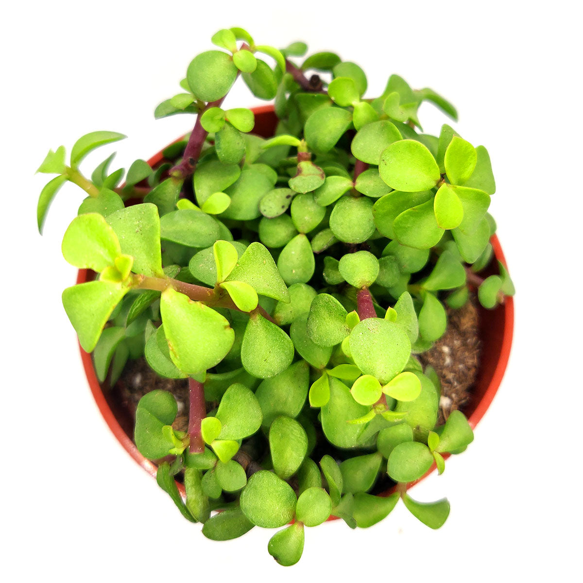 portia succulent plant Portulacaria afra ‘Medio picta’