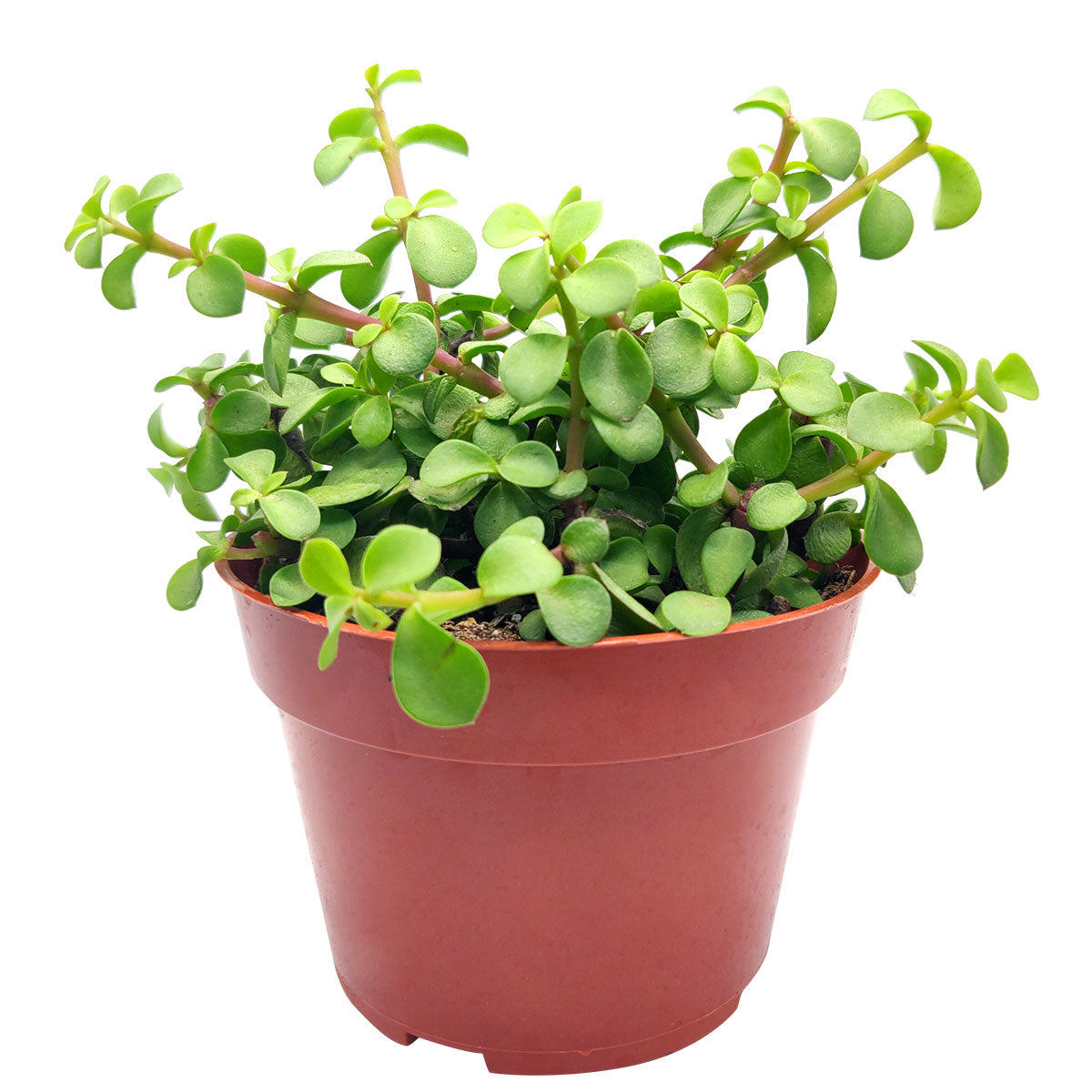 elephant food jade plant Portulacaria afra Decumbent - Dwarf Jade Plant