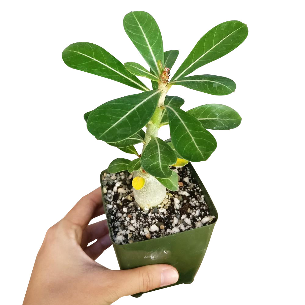 Adenium Obesum Desert Rose, how to grow succulents, succulents garden, cactus, monthly succulents, succulents shop in California, indoor succulents, Rare succulents, Succulents shop near me, Adenium Obesum Desert Rose in California, How to grow Adenium Obesum Desert Rose, rare succulents, rare succulents for sale, unique succulents, buy succulents online, rare succulent, succulent shop, unusual succulents, succulent store, succulents online