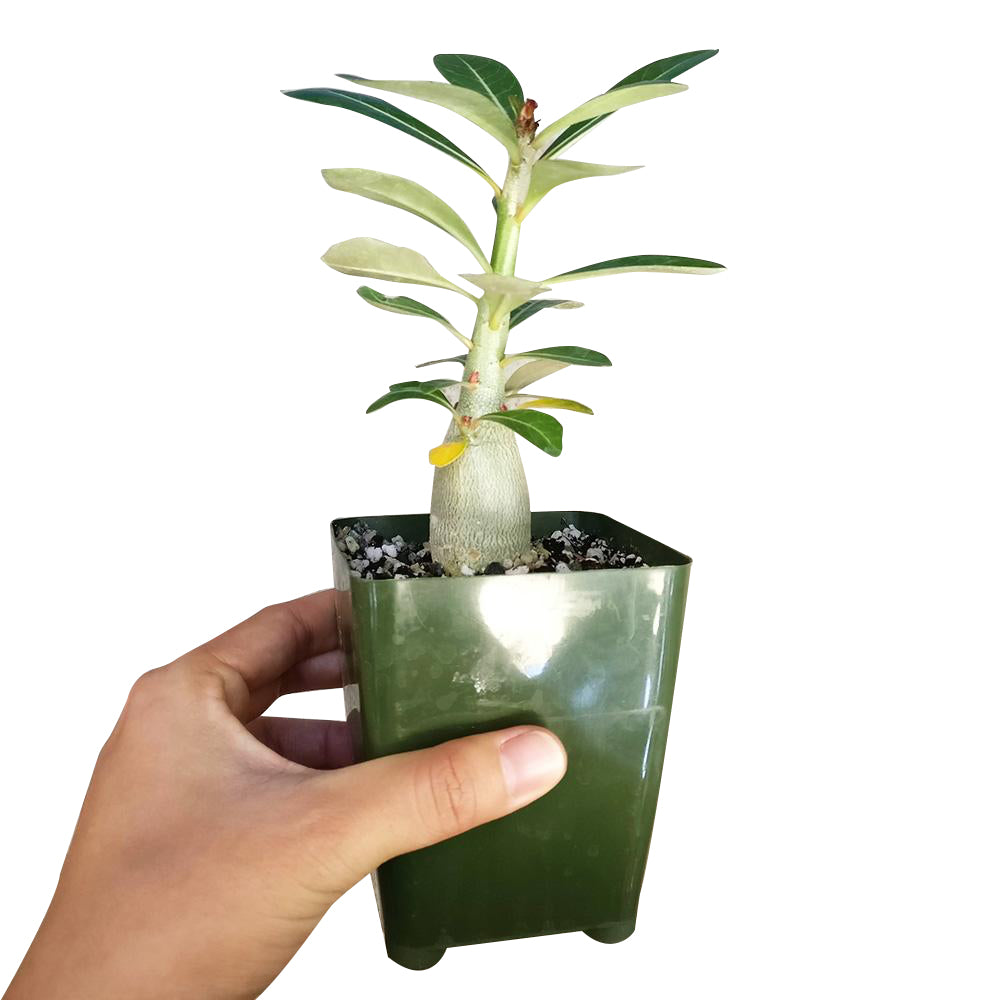 Adenium Obesum Desert Rose, how to grow succulents, succulents garden, cactus, monthly succulents, succulents shop in California, indoor succulents, Rare succulents, Succulents shop near me, Adenium Obesum Desert Rose in California, How to grow Adenium Obesum Desert Rose, rare succulents, rare succulents for sale, unique succulents, buy succulents online, rare succulent, succulent shop, unusual succulents, succulent store, succulents online