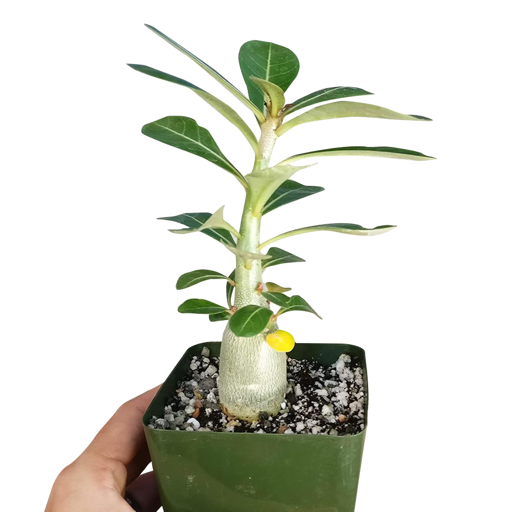 white desert rose succulent plants Succulent Adenium Obesum Desert Rose