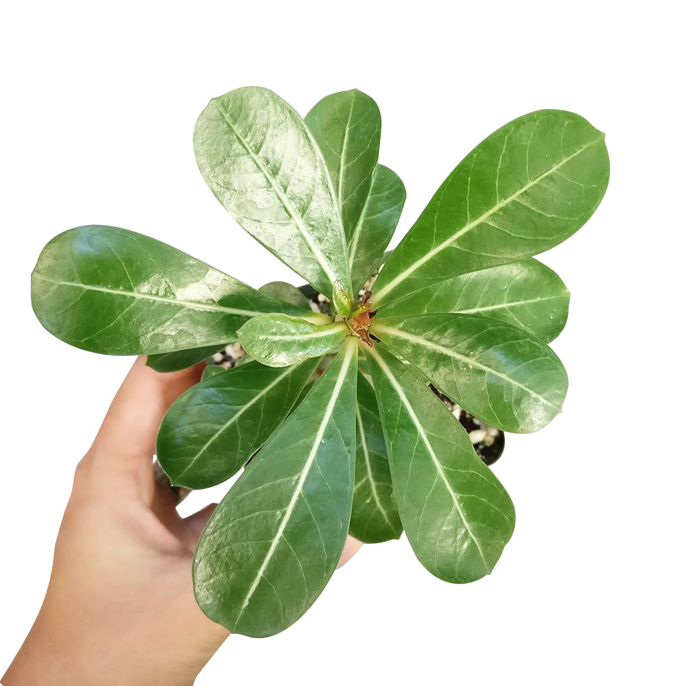 Adenium Obesum Desert Rose, how to grow succulents, succulents garden, cactus, monthly succulents, succulents shop in California, indoor succulents, Rare succulents, Succulents shop near me, Adenium Obesum Desert Rose in California, How to grow Adenium Obesum Desert Rose, rare succulents, rare succulents for sale, unique succulents, buy succulents online, rare succulent, succulent shop, unusual succulents, succulent store, succulents online