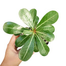 Adenium Obesum Desert Rose, buy succulents online, rare succulent, succulent shop, unusual succulents, succulent store, succulents onlineAdenium Obesum Desert Rose in California, How to grow Adenium Obesum Desert Rose, rare succulents, rare succulents for sale, unique succulents, how to grow succulents, succulents garden, cactus, monthly succulents, succulents shop in California, indoor succulents, Rare succulents, Succulents shop near me