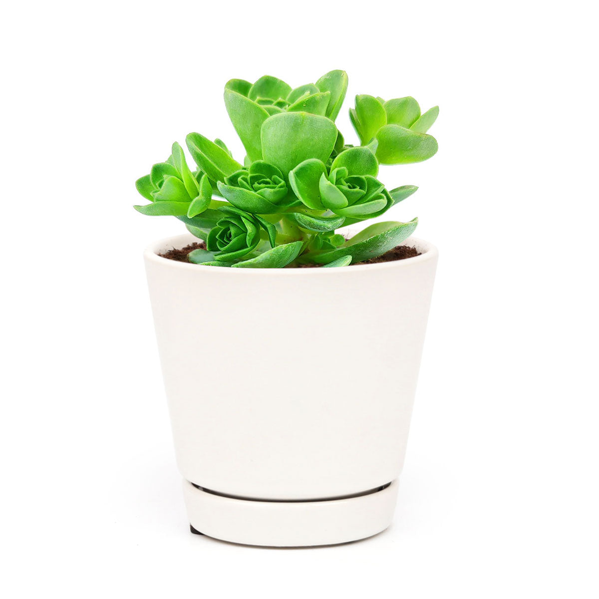 Aeonium Aureum &#39;Green Mountain Rose&#39; for Sale, Aeonium Aureum &#39;Green Mountain Rose&#39; succulent care, Aeonium Aureum &#39;Green Mountain Rose&#39;, Aeonium Aureum &#39;Green Mountain Rose&#39; plant, types of succulents, aeonium, succulent definition, mountain rose succulent, succulent care guide, Succulents shop near me, succulent care, succulents store in CA, succulents garden, succulent plant, monthly succulents, Aeonium Aureum &#39;Green Mountain Rose&#39; in California, How to grow Aeonium Aureum &#39;Green Mountain Rose&#39;