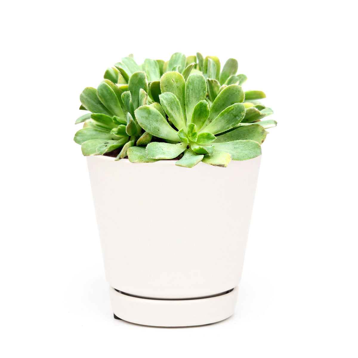 Aeonium Emerald Ice Bright Green Rosette Succulent for sale, How to grow and care for Aeonium Succulent Plant, Aeonium Emerald Ice Propagation, Premium Succulent Gift Box for any occasion, Aeonium Emerald Ice Succulent with care guide, Succulent &amp; Cactus for sale