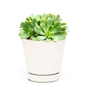 Succulent for sale, How to grow and care for Aeonium Succulent Plant, Aeonium Emerald Ice Propagation, Premium Succulent Gift Box for any occasion, Aeonium Emerald Ice