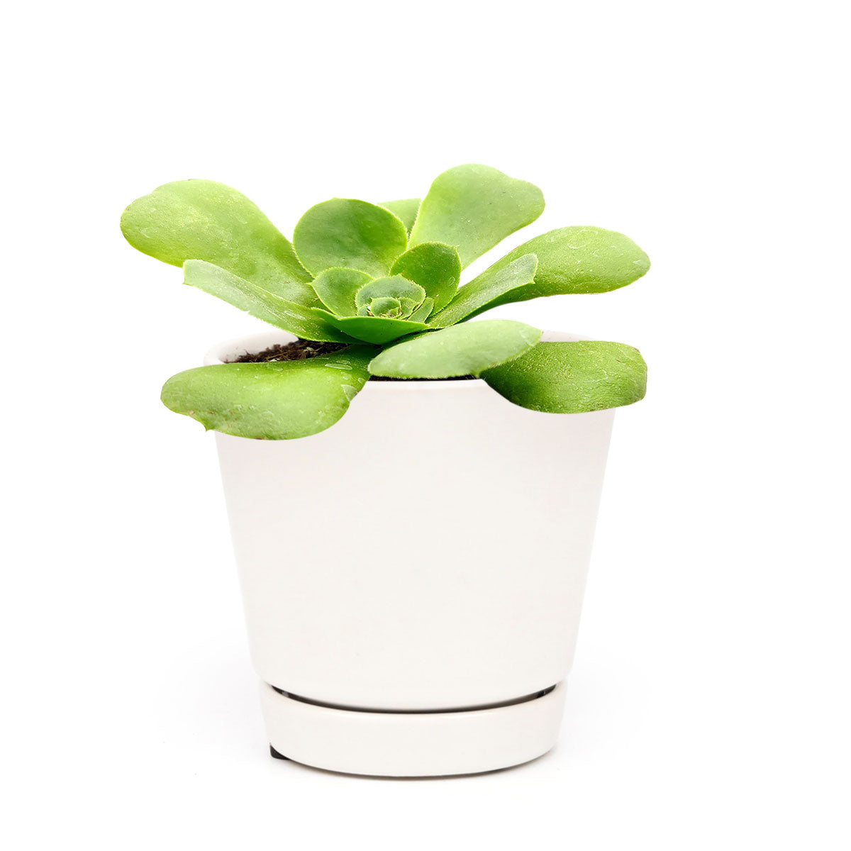 Green Platters, succulents store in CA, succulents garden, succulent care tips, cactus, succulents shop in California, succulent subscription, how to grow succulents, succulent plant, Green Platters in California, How to grow Green Platters