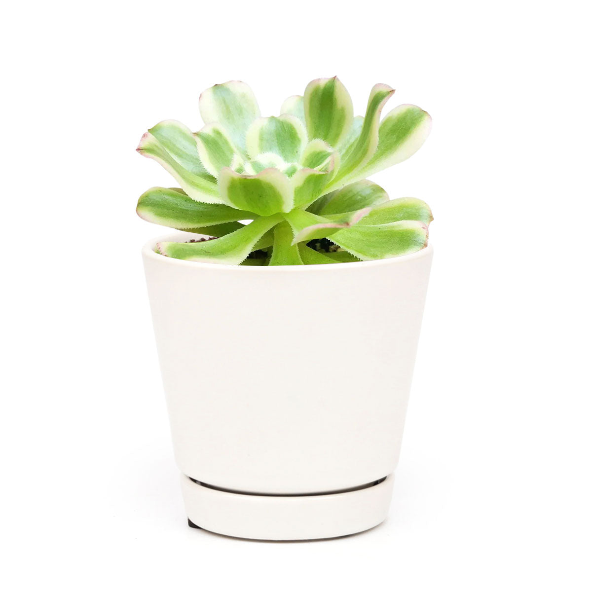 Aeonium Arboreum Luteovariegatum, succulents shop in California, Rare succulents, succulents store in CA, succulent care, monthly succulents, indoor succulents, how to grow succulents, Succulents shop near me, Aeonium Arboreum Luteovariegatum in California, How to grow Aeonium Arboreum Luteovariegatum