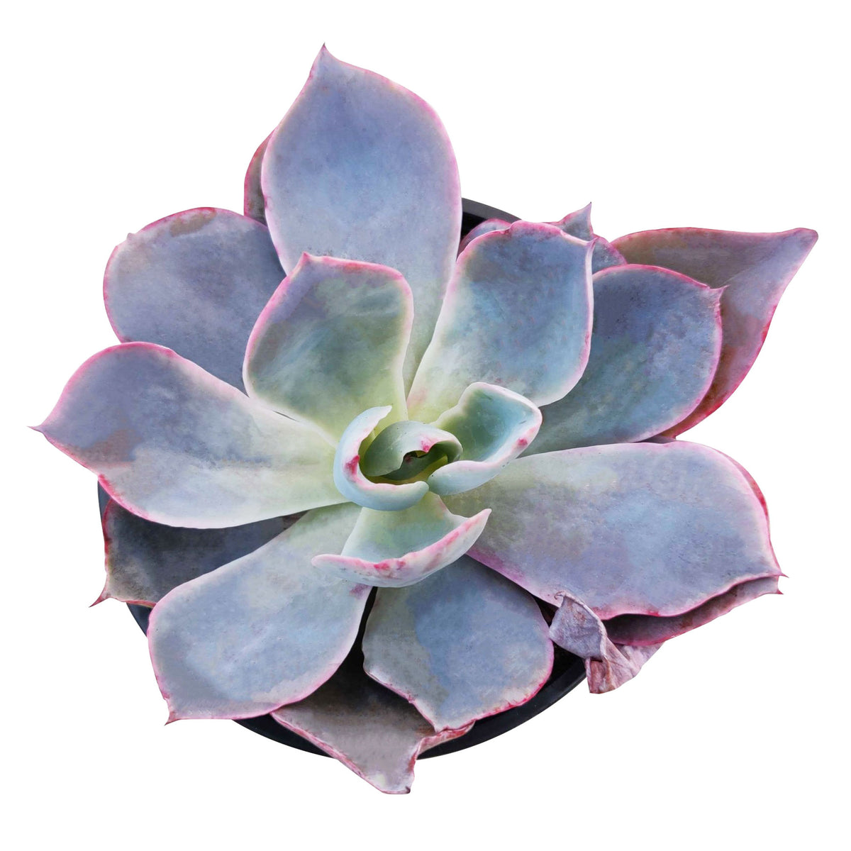 buy echeveria afterglow large rosette succulent online, pink and purple succulent, succulent wedding favors, succulent wedding centerpieces, succulent wedding bouquet, echeveria succulent types, rosette succulent types, echeveria pink edge, purple echeveria, rare succulent plants