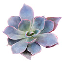 Echeveria Afterglow Succulent Care Guide, indoor succulents, echeveria, echeveria succulent, echeveria types, succulent echeveria, buy succulents online, succulent shop, succulent store, echeveria plant, colorful rose-shaped succulent for sale