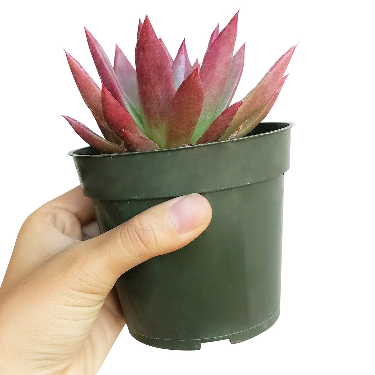 thumbnail image 2 of Echeveria Agavoides Lipstick – Live 8” Succulent Plant – Unbranded 2 of 4