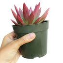  indoor succulents, echeveria, echeveria succulent, echeveria types, succulent echeveria, buy succulents online, succulent shop, succulent store, echeveria plant, colorful succulent plants