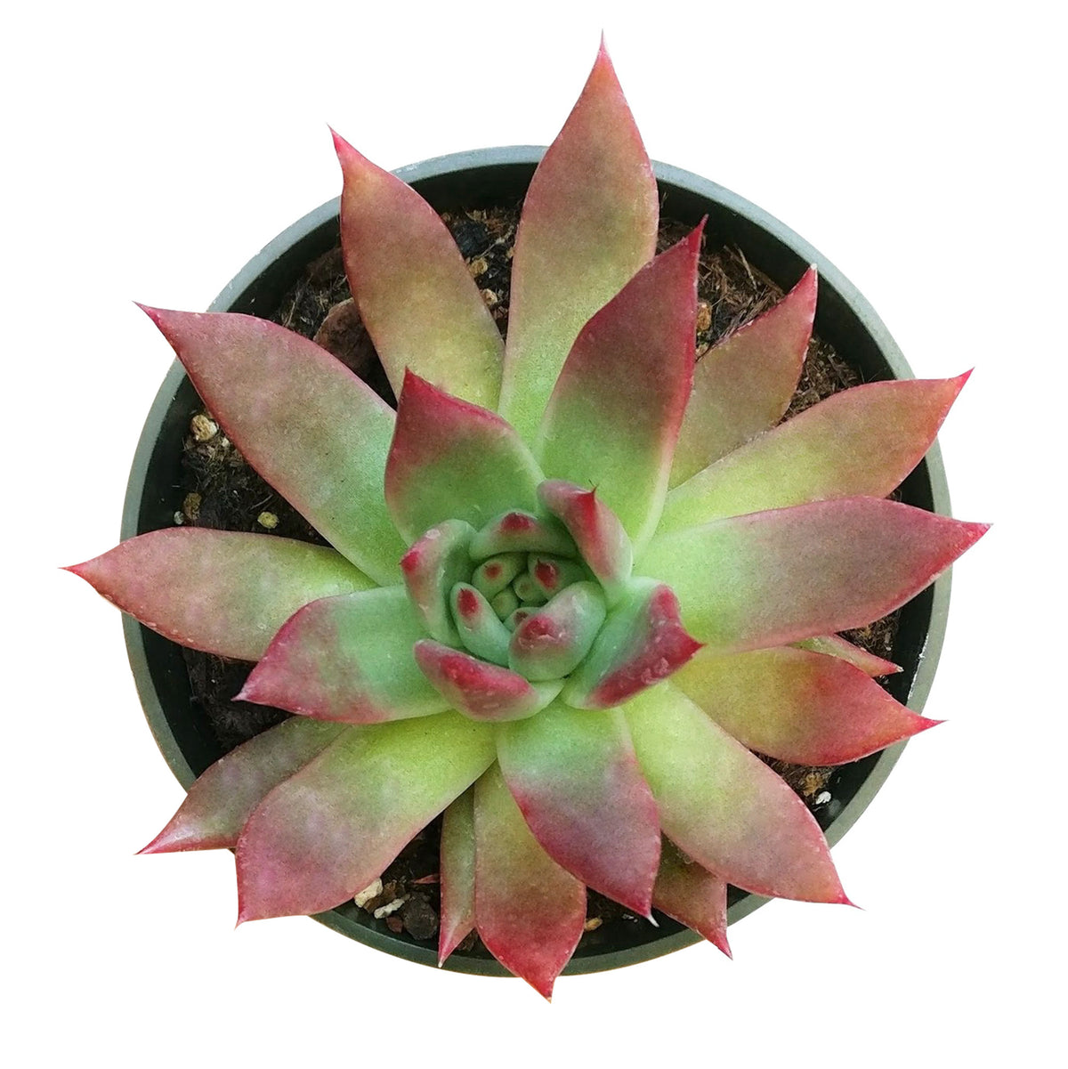 Echeveria Agavoides Succulent, Succulents, succulent care, succulents shop in California, Rare succulents, succulent subscription, succulents store in CA, Echeveria Agavoides Lipstick in California, How to grow Echeveria Agavoides Lipstick, Thanksgiving succulents gift, Easter succulents idea, Growing succulents for thanksgiving, indoor succulents, echeveria, echeveria succulent, echeveria types, succulent echeveria, buy succulents online, succulent shop, succulent store, echeveria plant