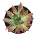  indoor succulents, echeveria, echeveria succulent, echeveria types, succulent echeveria, buy succulents online, succulent shop, succulent store, echeveria plant, colorful succulent plants