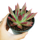  indoor succulents, echeveria, echeveria succulent, echeveria types, succulent echeveria, buy succulents online, succulent shop, succulent store, echeveria plant, colorful succulent plants