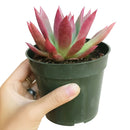  indoor succulents, echeveria, echeveria succulent, echeveria types, succulent echeveria, buy succulents online, succulent shop, succulent store, echeveria plant, colorful succulent plants