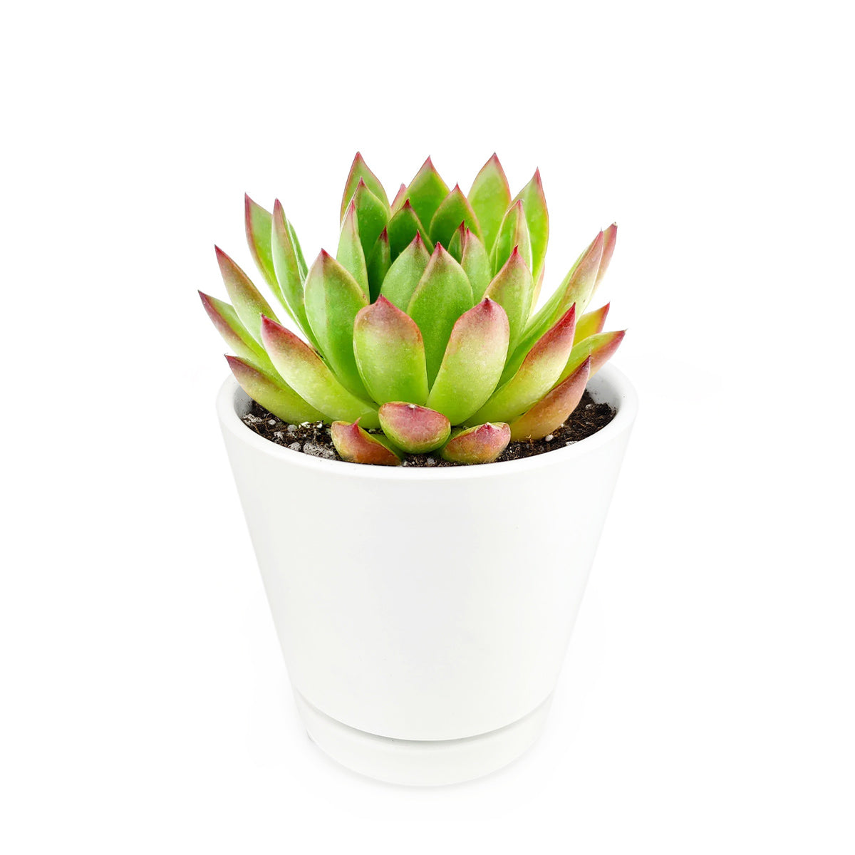 agavoides with white ceramic pot, succulent with ceramic pot, succulent in pot for sale