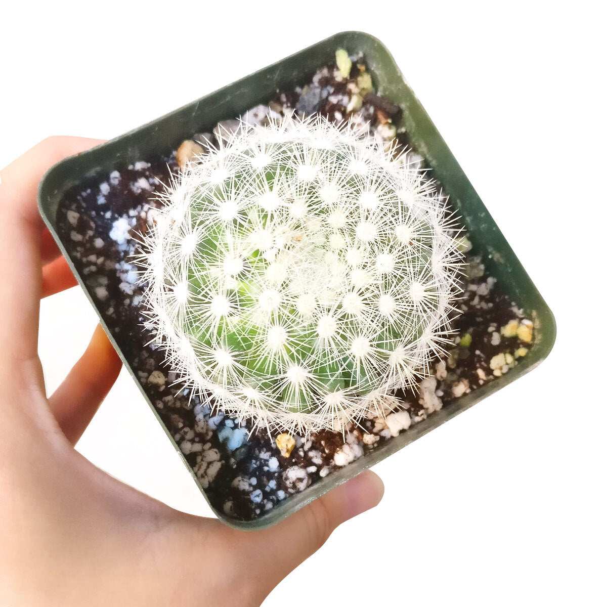 Mammillaria carmenae albiflora, succulent care guide, monthly succulents, Succulents, how to grow succulents, cactus, succulents shop in California, indoor succulents, succulent care, Mammillaria carmenae albiflora in California, How to grow Mammillaria carmenae albiflora, cactus, cactus succulent, succulent cactus, cacti, cactus and succulents, succulents box, succulent shop, buy succulents online