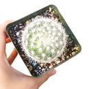 Mammillaria carmenae albiflora, succulent care guide, monthly succulents, Succulents, how to grow succulents, cactus, succulents shop in California, indoor succulents, succulent care, Mammillaria carmenae albiflora in California, How to grow Mammillaria carmenae albiflora, cactus, cactus succulent, succulent cactus, cacti, cactus and succulents, succulents box, succulent shop, buy succulents online