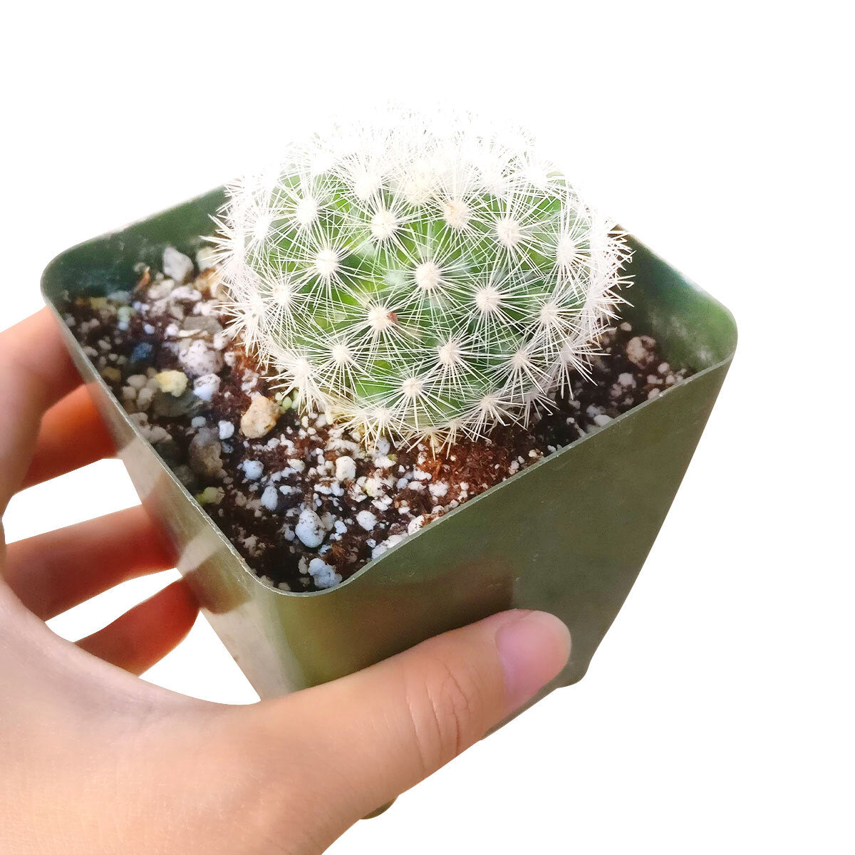 Mammillaria carmenae albiflora, succulent care guide, monthly succulents, Succulents, how to grow succulents, cactus, succulents shop in California, indoor succulents, succulent care, Mammillaria carmenae albiflora in California, How to grow Mammillaria carmenae albiflora, cactus, cactus succulent, succulent cactus, cacti, cactus and succulents, succulents box, succulent shop, buy succulents online