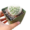 Mammillaria carmenae albiflora, succulent care guide, monthly succulents, Succulents, how to grow succulents, cactus, succulents shop in California, indoor succulents, succulent care, Mammillaria carmenae albiflora in California, How to grow Mammillaria carmenae albiflora, cactus, cactus succulent, succulent cactus, cacti, cactus and succulents, succulents box, succulent shop, buy succulents online