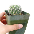 Mammillaria carmenae albiflora, succulent care guide, monthly succulents, Succulents, how to grow succulents, cactus, succulents shop in California, indoor succulents, succulent care, Mammillaria carmenae albiflora in California, How to grow Mammillaria carmenae albiflora, cactus, cactus succulent, succulent cactus, cacti, cactus and succulents, succulents box, succulent shop, buy succulents online