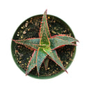 buy Aloe Christmas Carol in terracotta clay pot, 2 inch/ 4 inch christmas carol aloe plant for sale, aloe plant for sale, succulents for sale, indoor succulent, easy care succulent, colorful houseplant, red succulents for Holiday decor, rare succulent plant for sale