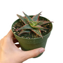 buy Aloe Christmas Carol in terracotta clay pot, 2 inch/ 4 inch christmas carol aloe plant for sale, aloe plant for sale, succulents for sale, indoor succulent, easy care succulent, colorful houseplant, red succulents for Holiday decor, rare succulent plant for sale