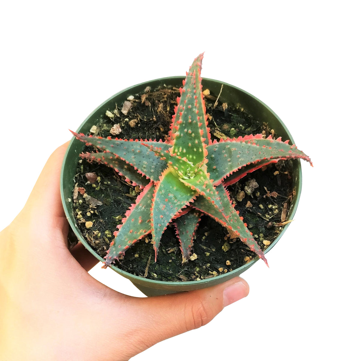 4 inch christmas carol aloe plant for sale, buy Aloe Christmas Carol  online, star aloe plant, star shaped succulent plant, live succulent as gift