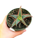 buy Aloe Christmas Carol in terracotta clay pot, 2 inch/ 4 inch christmas carol aloe plant for sale, aloe plant for sale, succulents for sale, indoor succulent, easy care succulent, colorful houseplant, red succulents for Holiday decor, rare succulent plant for sale