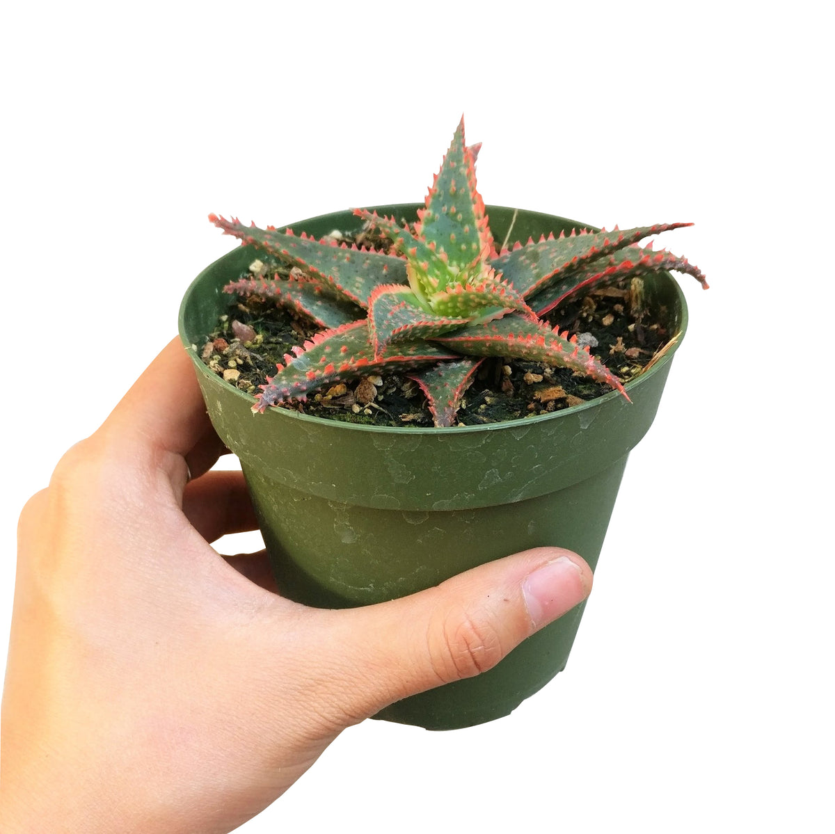 Aloe Christmas Sleigh Red Edge for sale online, aloe plant for sale, succulents for sale, indoor succulent, easy care succulent, colorful houseplant, red succulents for Holiday decor, rare succulent plant for sale