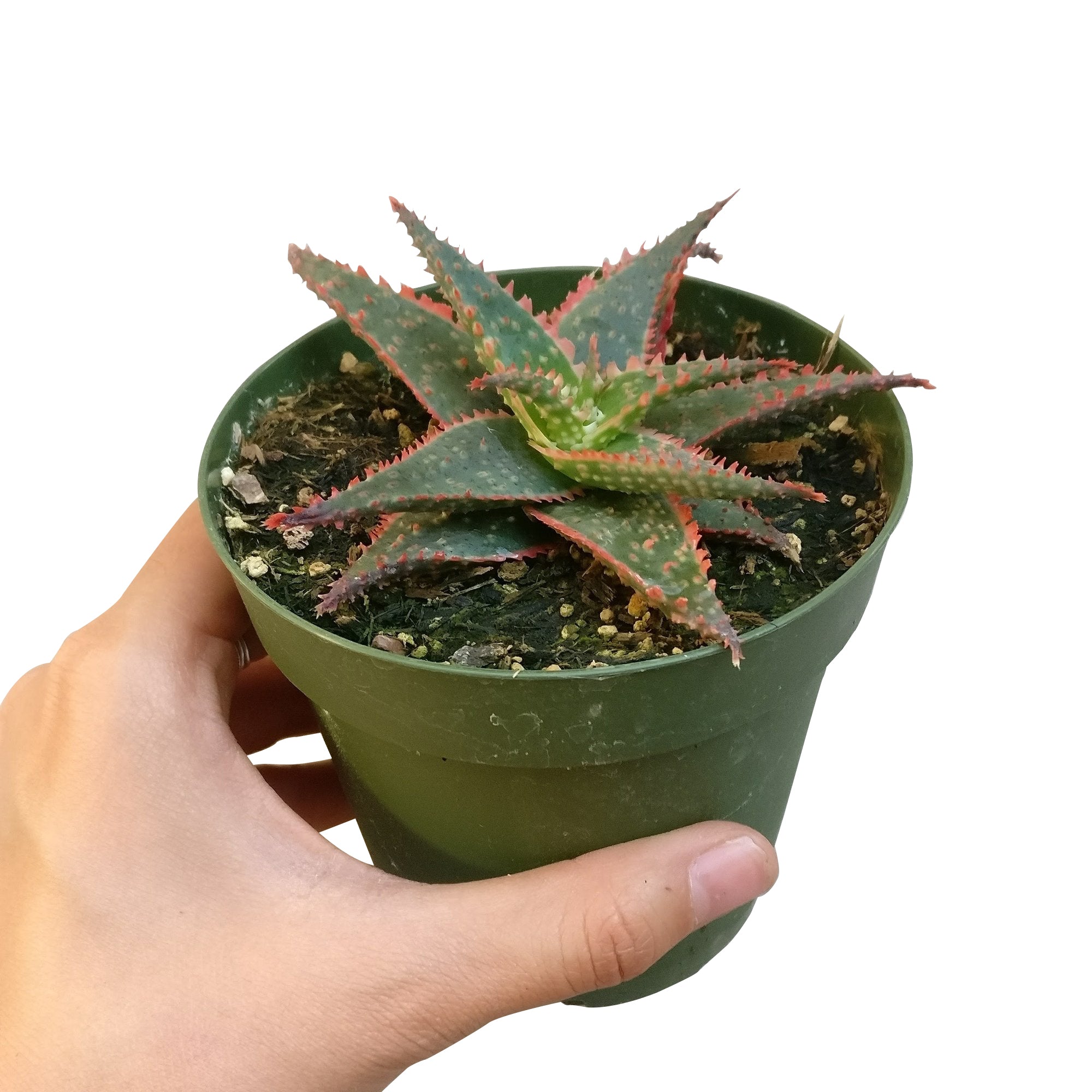 christmas aloe succulent Aloe Christmas Carol & Care Instruction 4 inch by Succulents Box