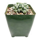 Aloinopsis schooneesii, succulents store in CA, succulents shop in California, Rare succulents, succulent plant, Succulents, cactus, succulent care, how to grow succulents, Aloinopsis schooneesii in California, How to grow Aloinopsis schooneesii, rare succulents, rare succulents for sale, unique succulents, buy succulents online, rare succulent, succulent shop, unusual succulents, succulent store, succulents online