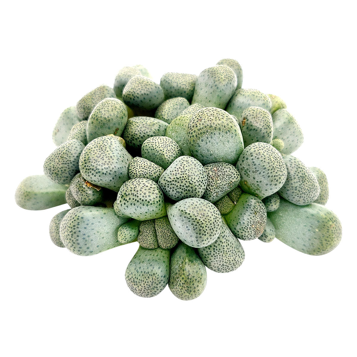 Aloinopsis schooneesii, succulents store in CA, succulents shop in California, Rare succulents, succulent plant, Succulents, cactus, succulent care, how to grow succulents, Aloinopsis schooneesii in California, How to grow Aloinopsis schooneesii, rare succulents, rare succulents for sale, unique succulents, buy succulents online, rare succulent, succulent shop, unusual succulents, succulent store, succulents online