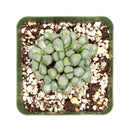 Aloinopsis schooneesii, succulents store in CA, succulents shop in California, Rare succulents, succulent plant, Succulents, cactus, succulent care, how to grow succulents, Aloinopsis schooneesii in California, How to grow Aloinopsis schooneesii, rare succulents, rare succulents for sale, unique succulents, buy succulents online, rare succulent, succulent shop, unusual succulents, succulent store, succulents online