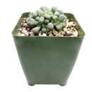 Aloinopsis schooneesii, succulents store in CA, succulents shop in California, Rare succulents, succulent plant, Succulents, cactus, succulent care, how to grow succulents, Aloinopsis schooneesii in California, How to grow Aloinopsis schooneesii, rare succulents, rare succulents for sale, unique succulents, buy succulents online, rare succulent, succulent shop, unusual succulents, succulent store, succulents online
