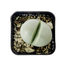 rare succulents, rare succulents for sale, unique succulents, buy succulents online, rare succulent, succulent shop, unusual succulents, succulent store, succulents online