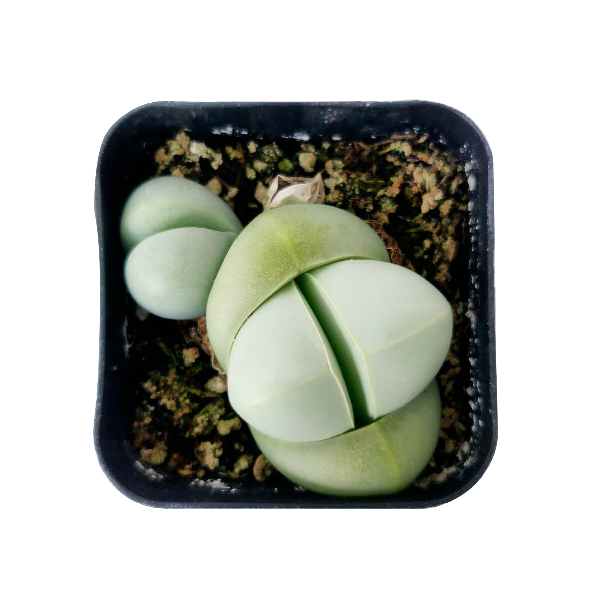 rare succulents, rare succulents for sale, unique succulents, buy succulents online, rare succulent, succulent shop, unusual succulents, succulent store, succulents online