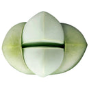 rare succulents, rare succulents for sale, unique succulents, buy succulents online, rare succulent, succulent shop, unusual succulents, succulent store, succulents online