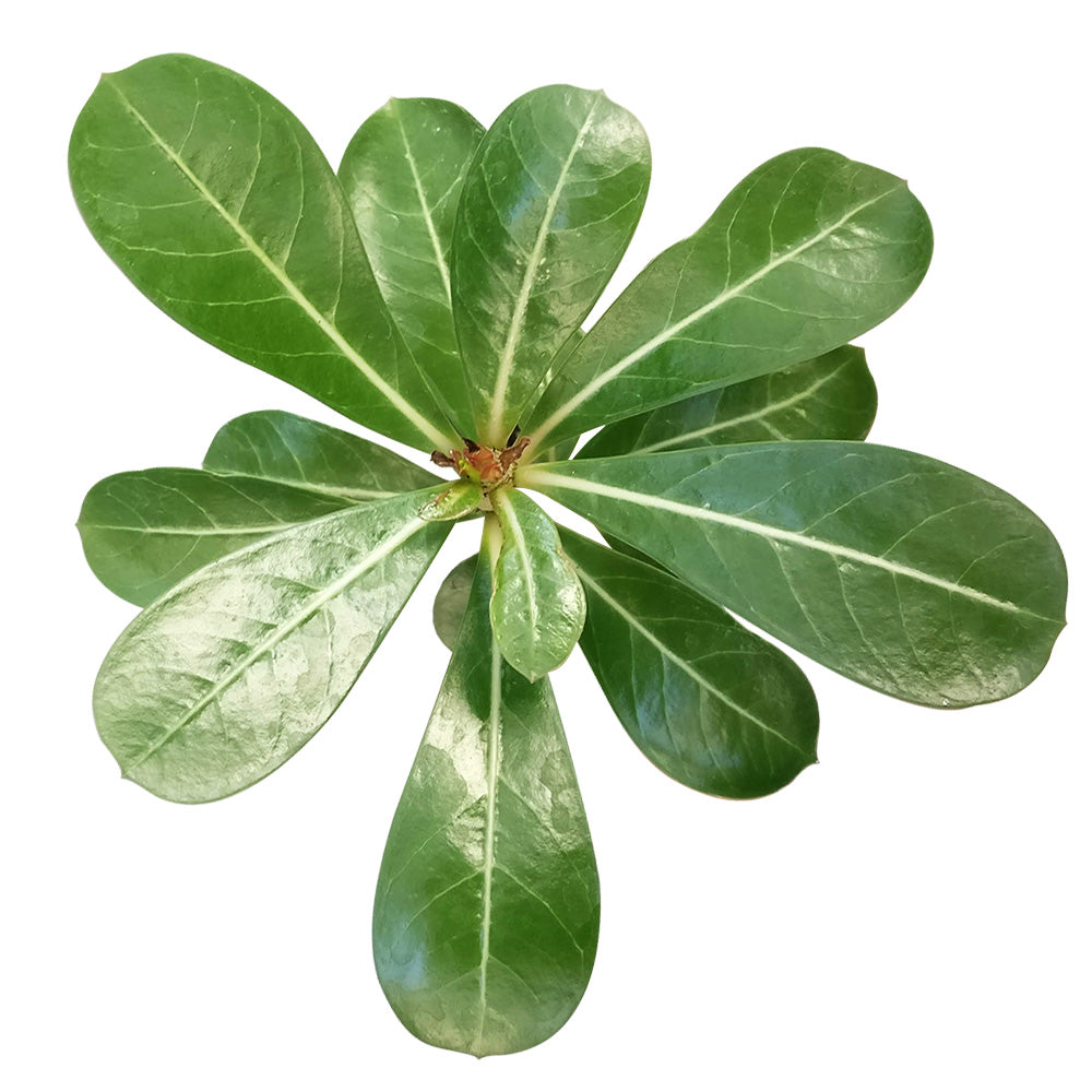 Desert Rose, Adenium obesum, Tropical Plant, succulent care, succulent care guide, succulents shop in California, indoor succulents, monthly succulents, succulents store in CA, Succulents, succulent plant, Adenium Obesum in California, How to grow Adenium Obesum, rare succulents, rare succulents for sale, unique succulents, buy succulents online, rare succulent, succulent shop, unusual succulents, succulent store, succulents online