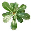 Adenium Obesum Desert Rose, buy succulents online, rare succulent, succulent shop, unusual succulents, succulent store, succulents onlineAdenium Obesum Desert Rose in California, How to grow Adenium Obesum Desert Rose, rare succulents, rare succulents for sale, unique succulents, how to grow succulents, succulents garden, cactus, monthly succulents, succulents shop in California, indoor succulents, Rare succulents, Succulents shop near me