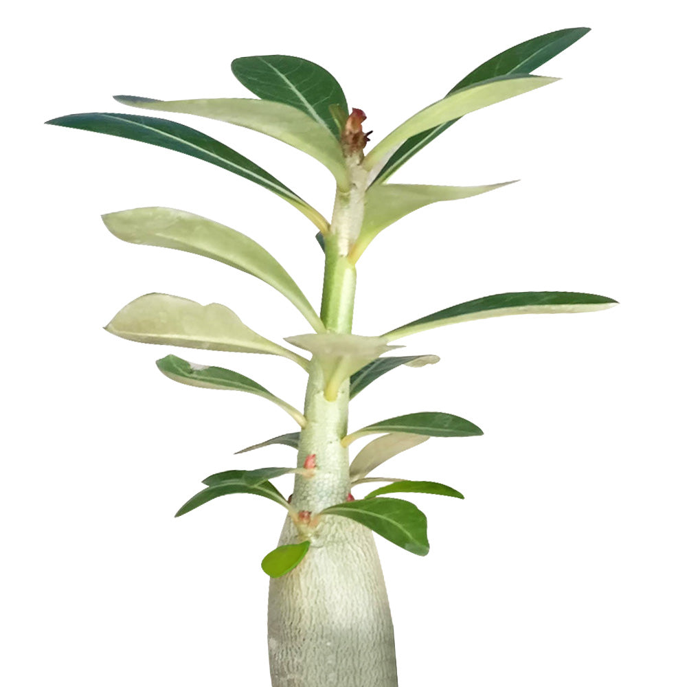 Adenium Obesum (Desert Rose) – Avalon - Plants & Gifts