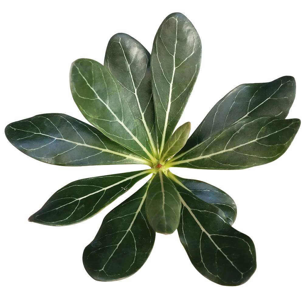 Socotran Desert Rose, succulents garden, succulent care tips, succulents shop in California, succulent care, monthly succulents, Succulents, succulent subscription, succulent plant, Socotran Desert Rose in California, How to grow Socotran Desert Rose, rare succulents, rare succulents for sale, unique succulents, buy succulents online, rare succulent, succulent shop, unusual succulents, succulent store, succulents online