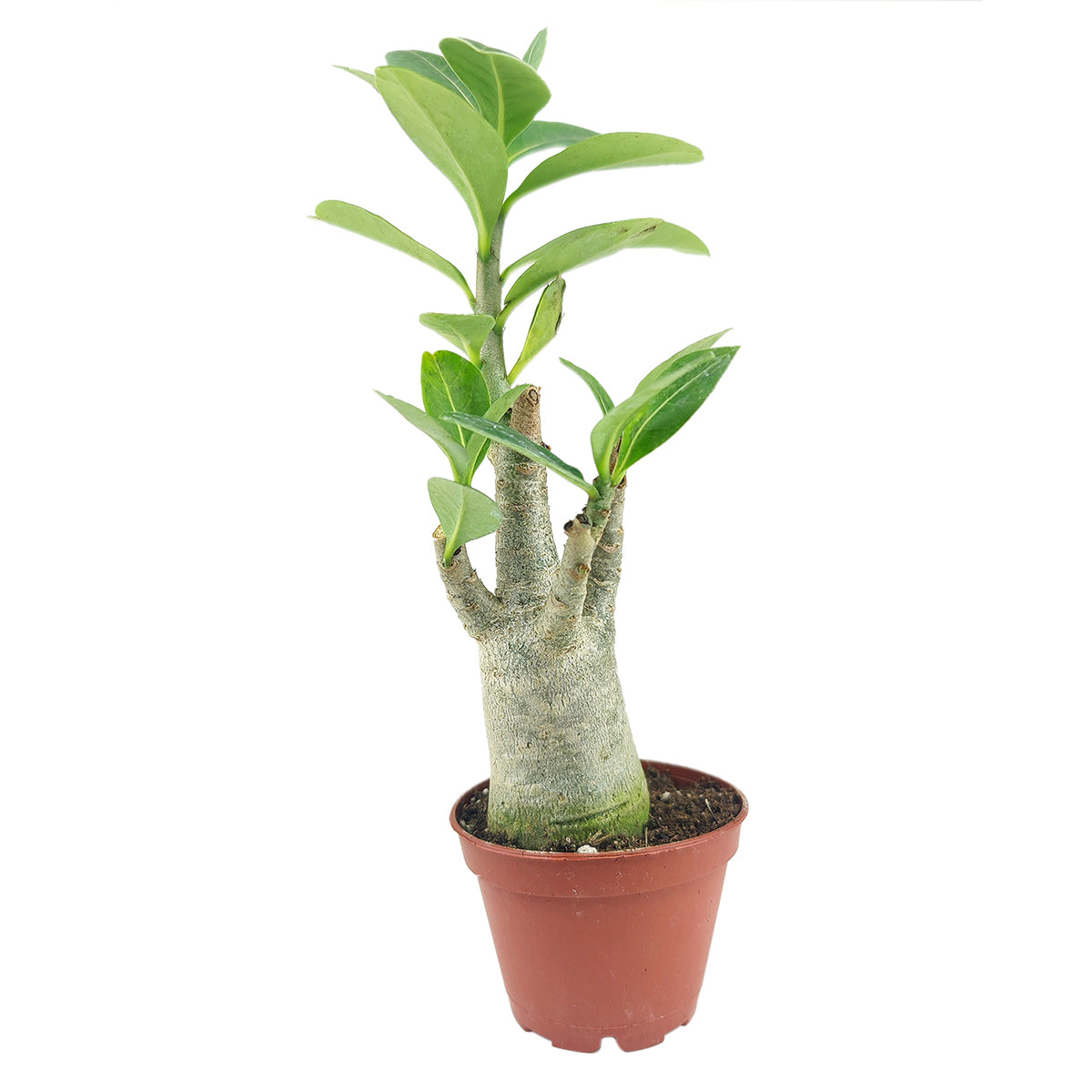 white desert rose succulent plants Succulent Adenium Obesum Desert Rose