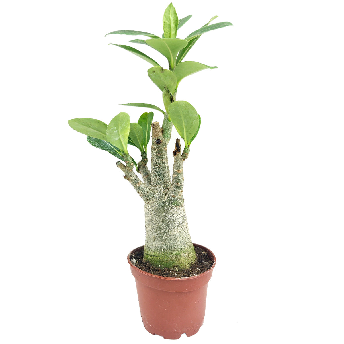 adenium succulent plants Succulent Adenium Obesum Desert Rose